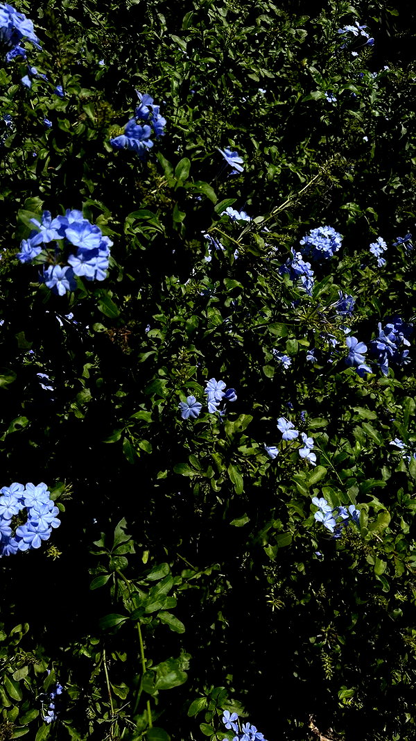 mellamellarose mellamellarose archive image