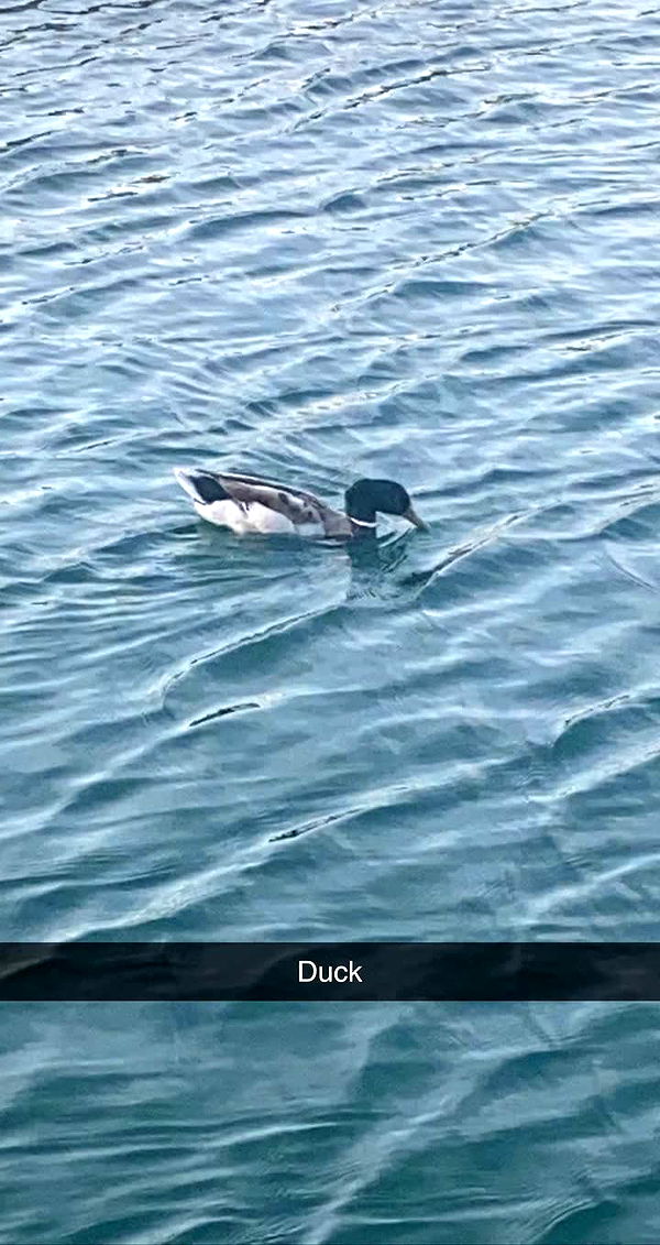 mia_sweitz image ~ Altpins