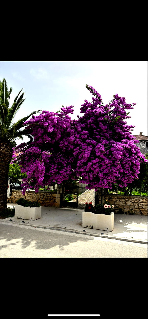 mia_sweitz image ~ Altpins