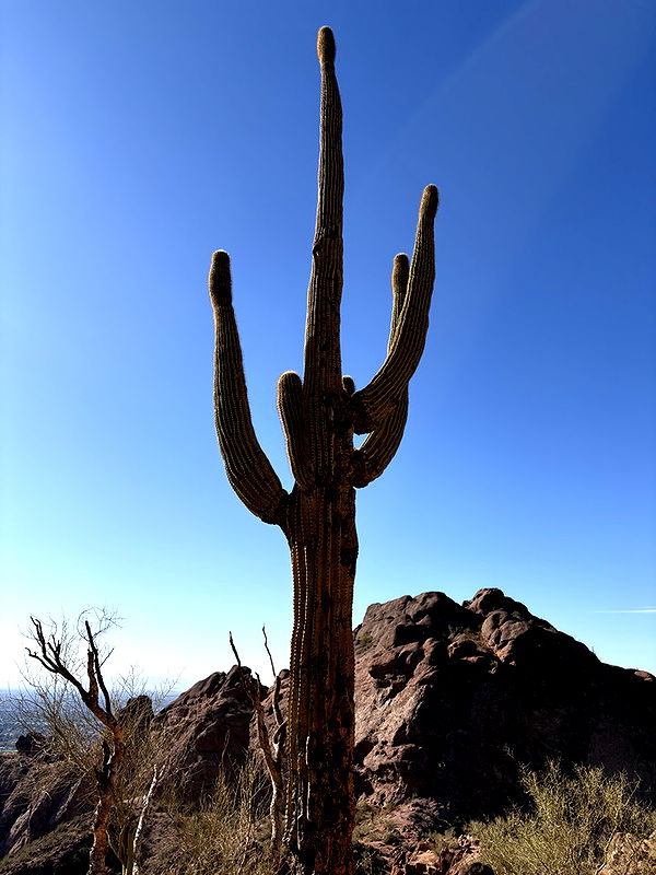 mia_sweitz image ~ Altpins