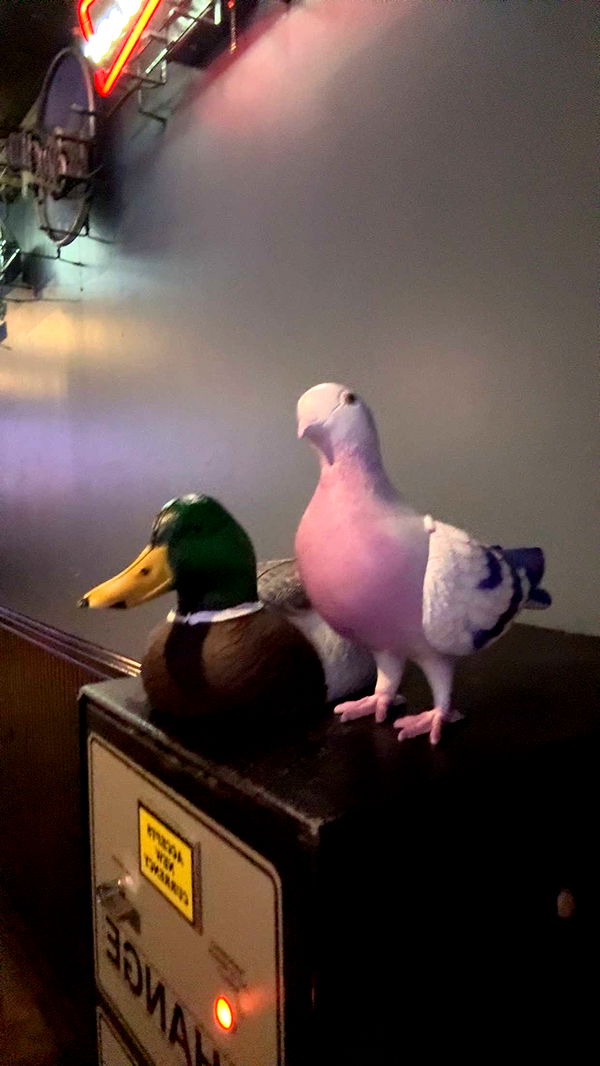 mia_sweitz image ~ Altpins