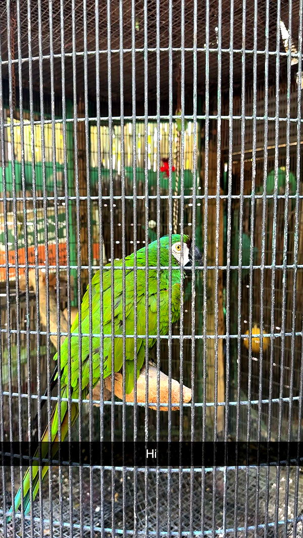 mia_sweitz image ~ Altpins