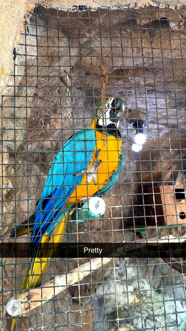 mia_sweitz image ~ Altpins