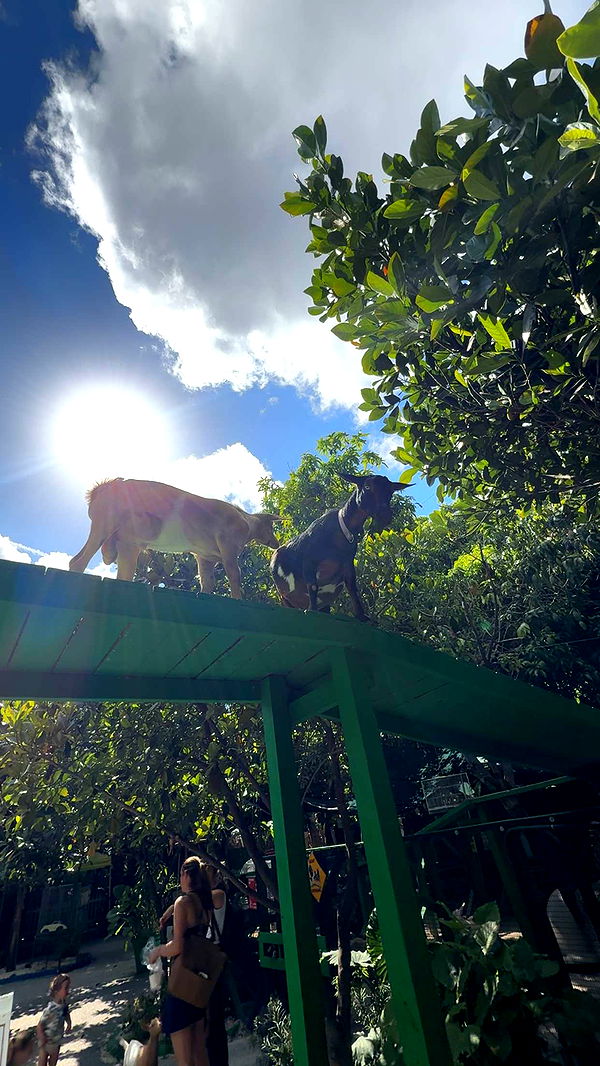 mia_sweitz image ~ Altpins