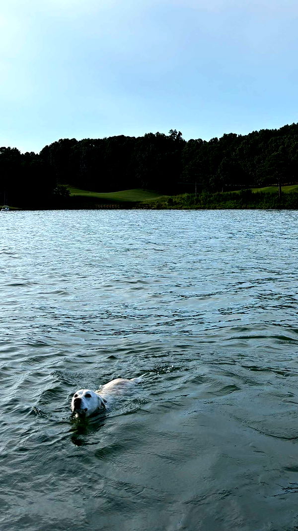 mia_sweitz image ~ Altpins