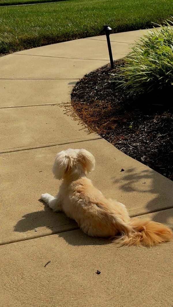 mia_sweitz image ~ Altpins