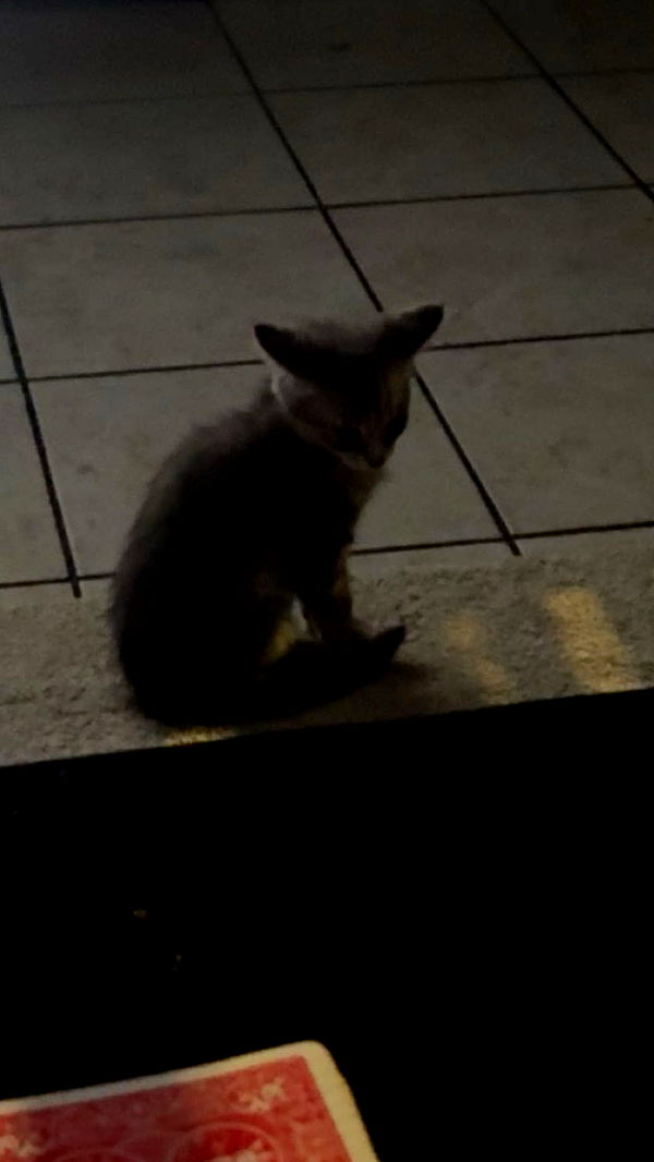 mia_sweitz image ~ Altpins