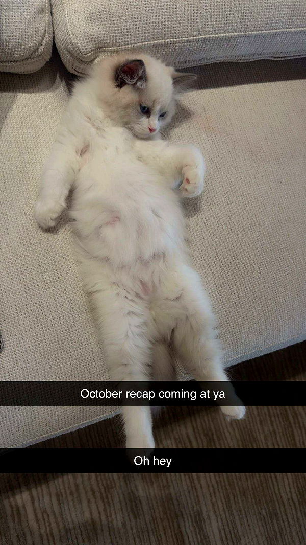 mia_sweitz image ~ Altpins