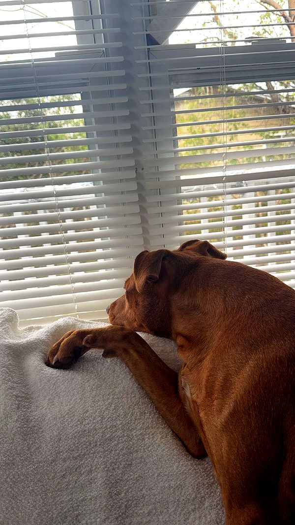 mia_sweitz image ~ Altpins