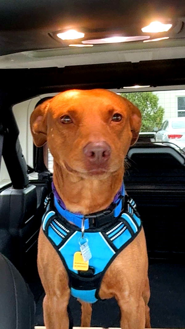 mia_sweitz image ~ Altpins