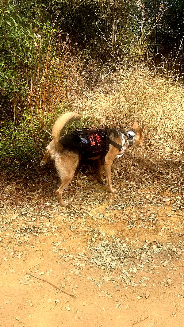 miahuffmann image ~ Altpins