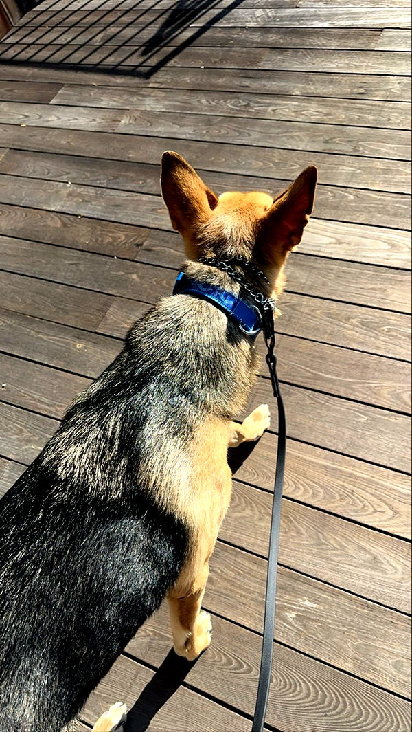 miahuffmann image ~ Altpins