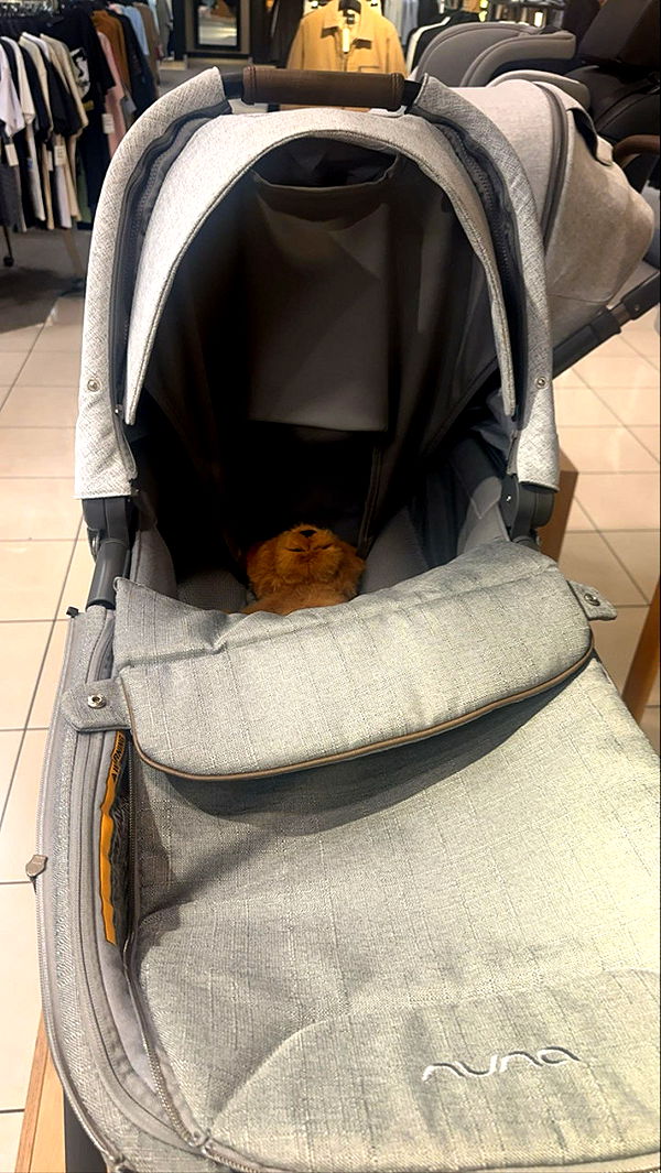 miahuffmann image ~ Altpins