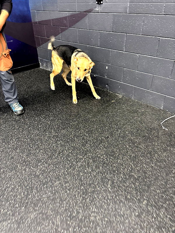 miahuffmann image ~ Altpins