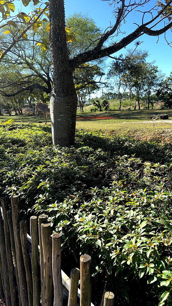 miahuffmann image ~ Altpins