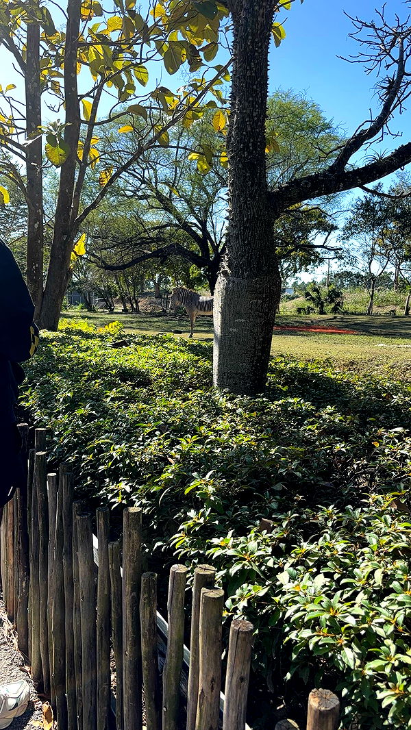 miahuffmann image ~ Altpins