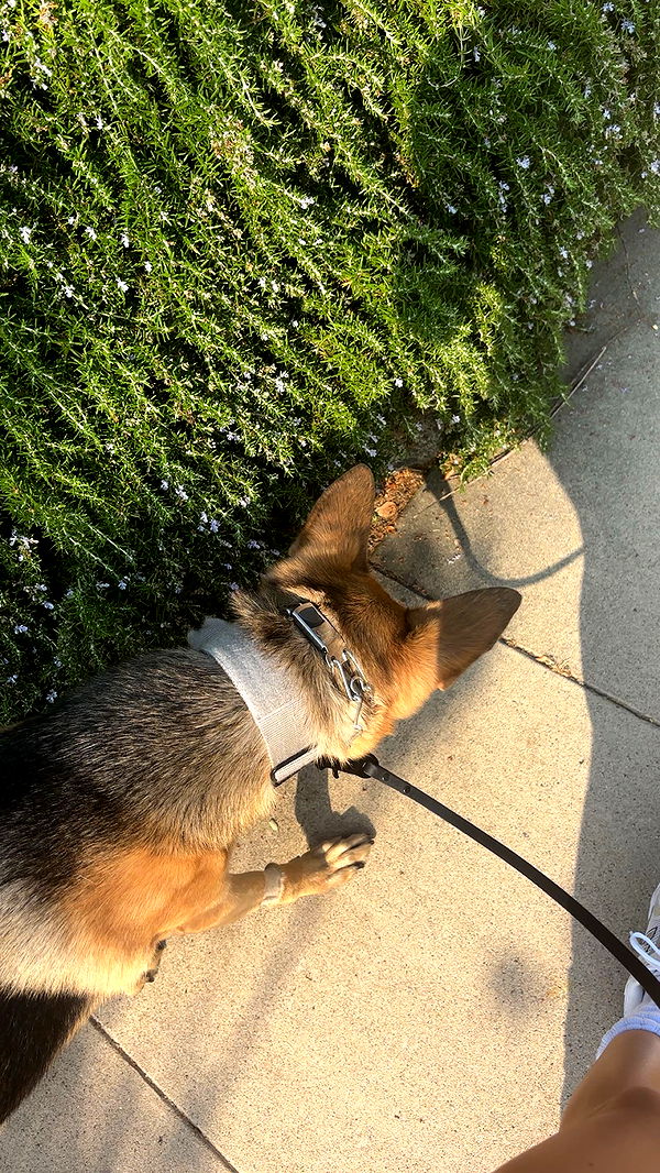 miahuffmann image ~ Altpins