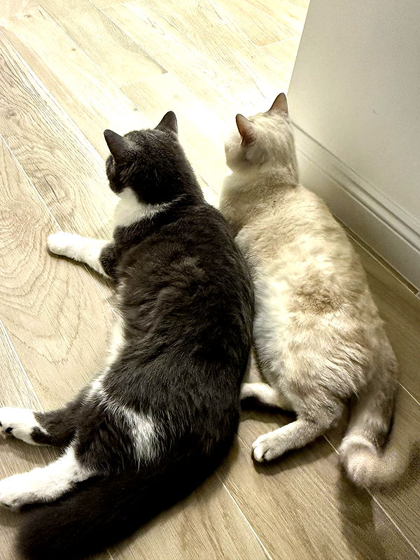 minaxash minaxash archive image