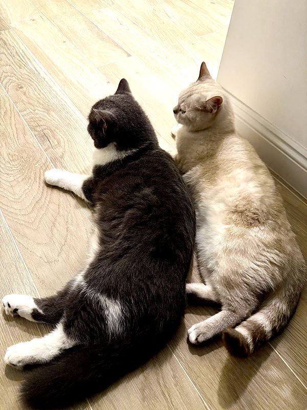 minaxash minaxash archive image