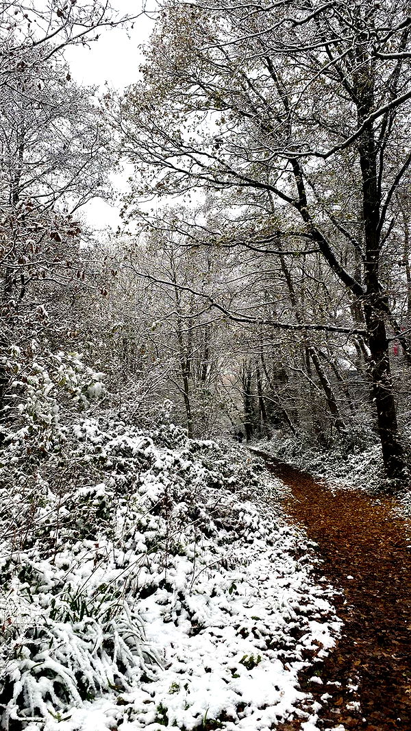 mira.0004 image ~ Altpins