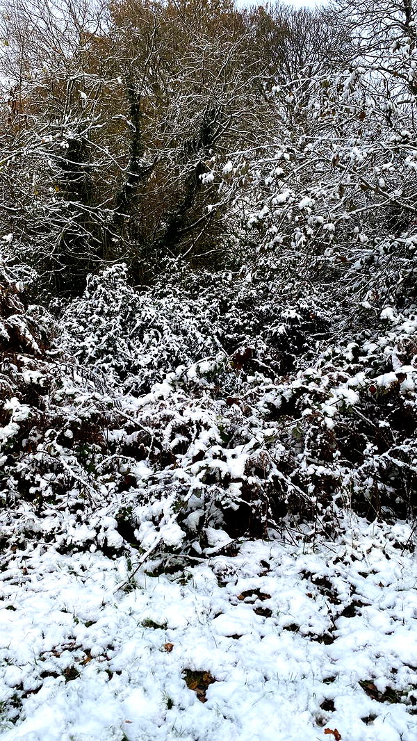 mira.0004 image ~ Altpins