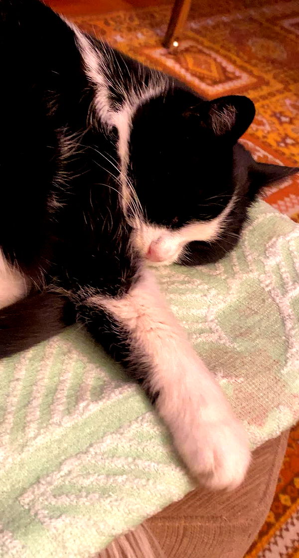 mira.0004 image ~ Altpins