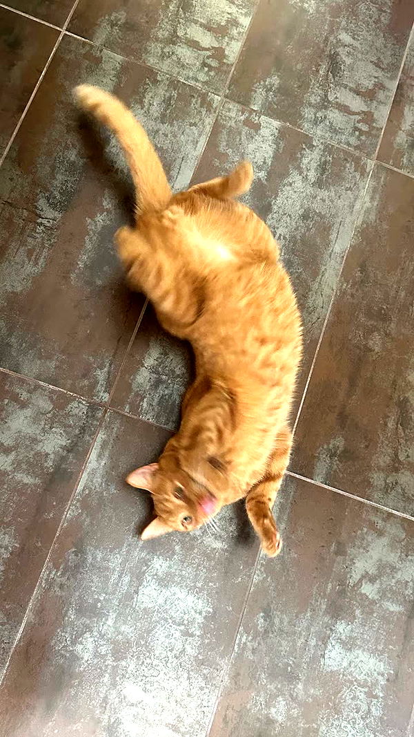 mira.0004 image ~ Altpins