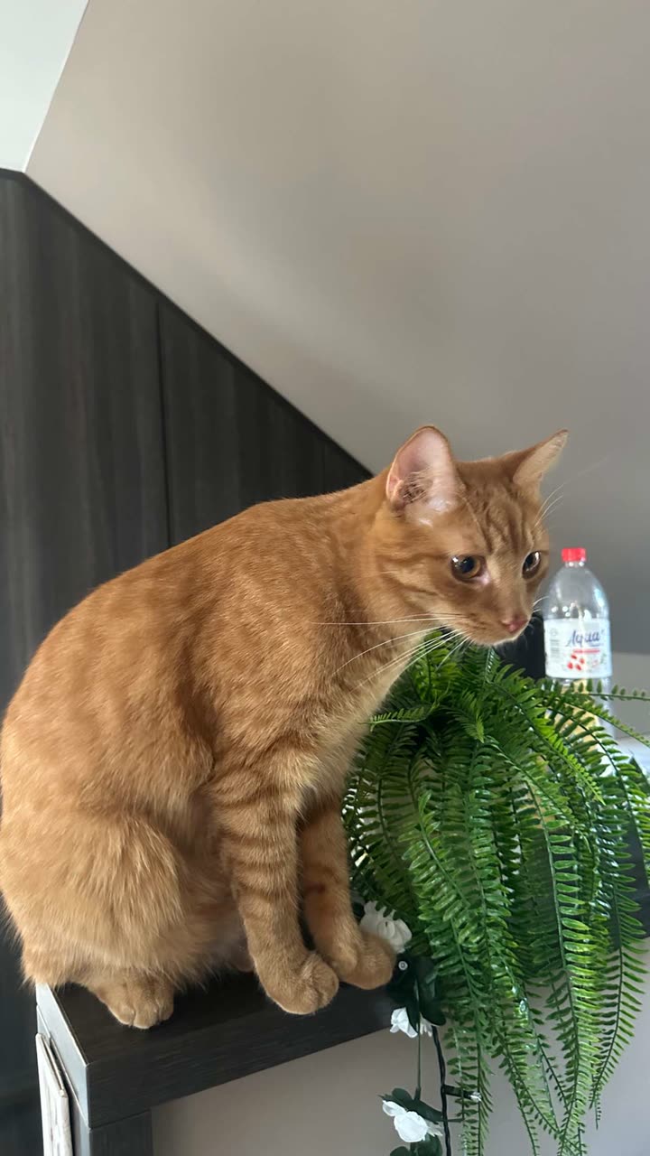 mira.0004 snapchat image archive image