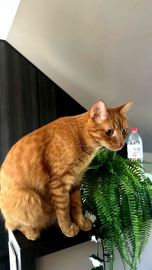 mira.0004 image ~ Altpins