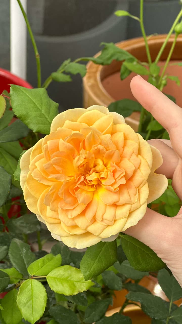 mira.0004 snapchat image archive image