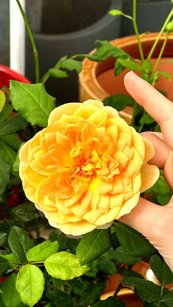 mira.0004 image ~ Altpins