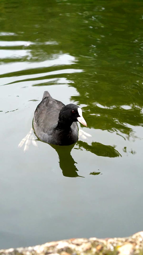 mira.0004 image ~ Altpins