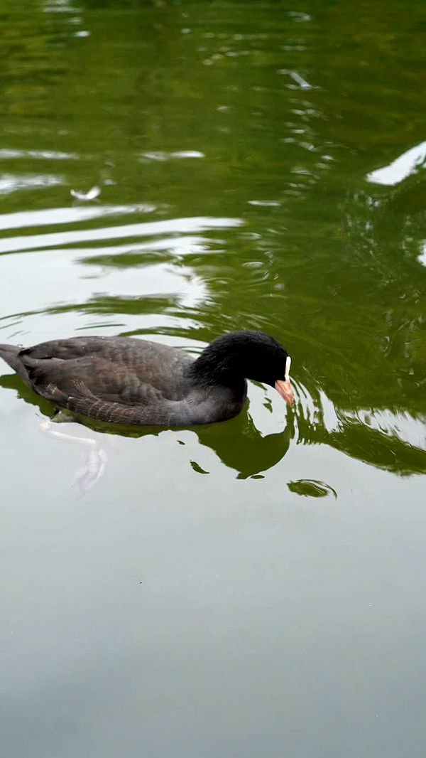 mira.0004 image ~ Altpins