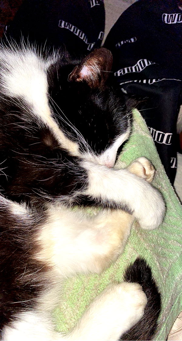 mira.0004 image ~ Altpins