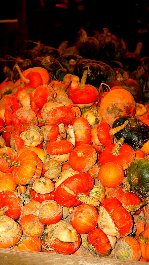 mira.0004 image ~ Altpins