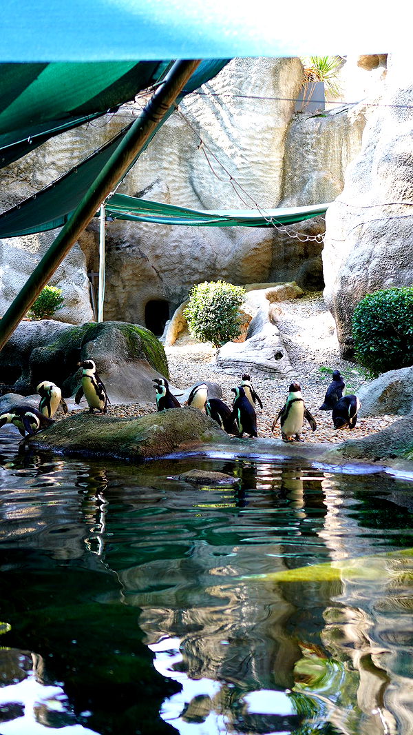 mira.0004 image ~ Altpins