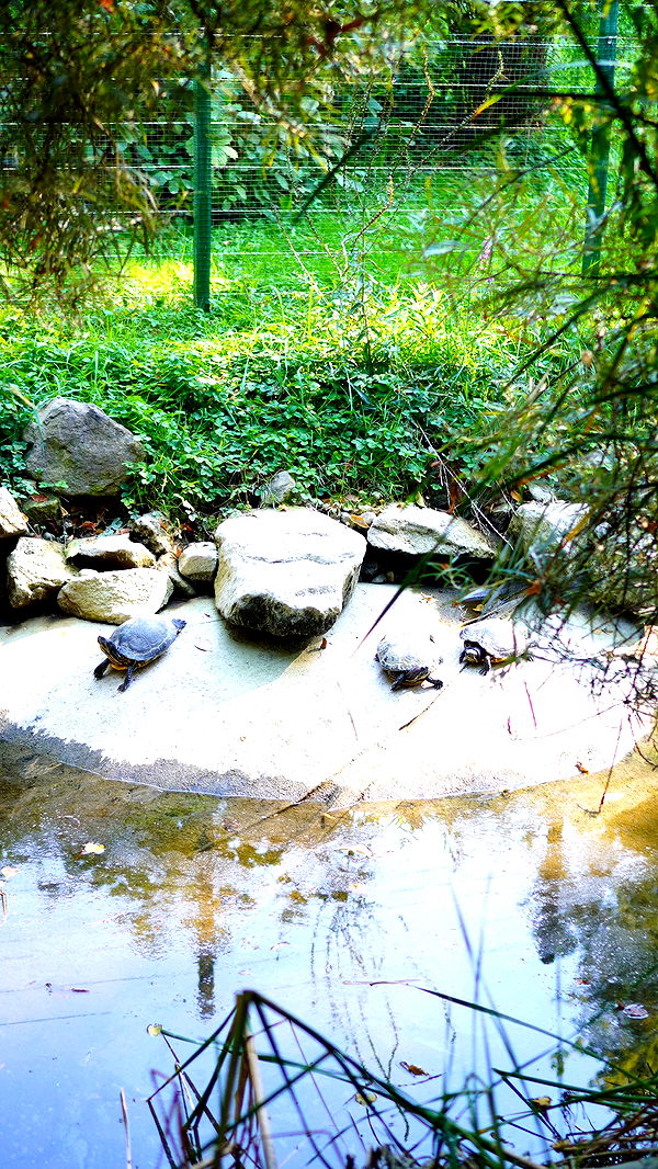 mira.0004 image ~ Altpins