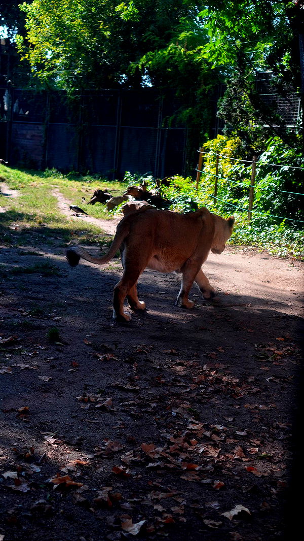 mira.0004 image ~ Altpins