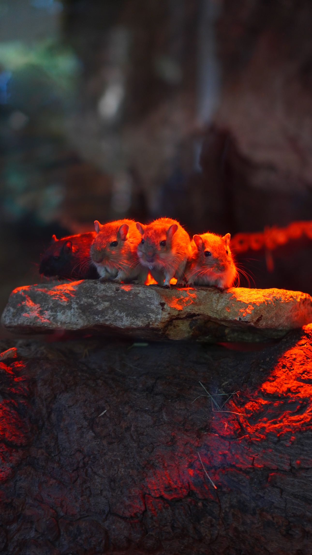 mira.0004 snapchat image archive image