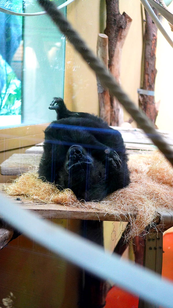 mira.0004 image ~ Altpins