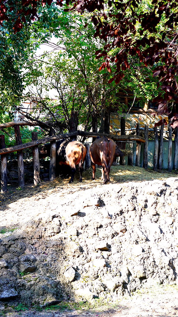 mira.0004 image ~ Altpins