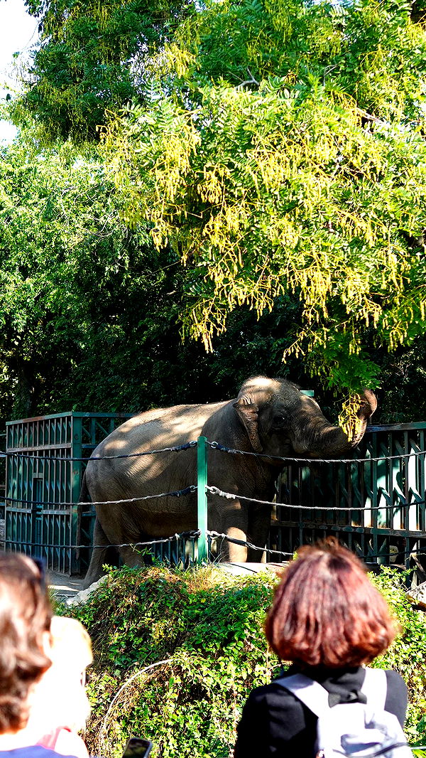 mira.0004 image ~ Altpins