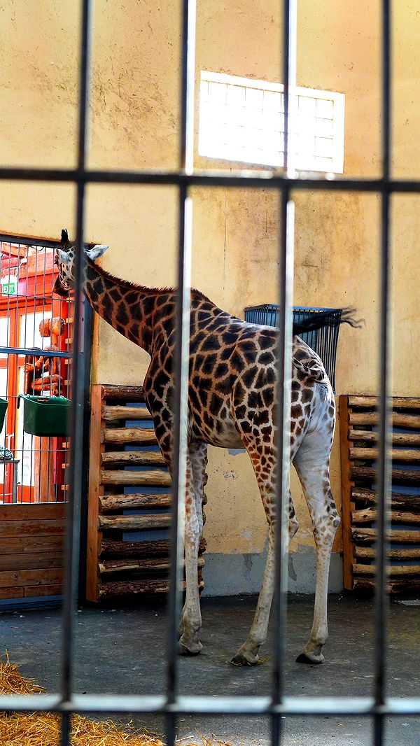 mira.0004 image ~ Altpins