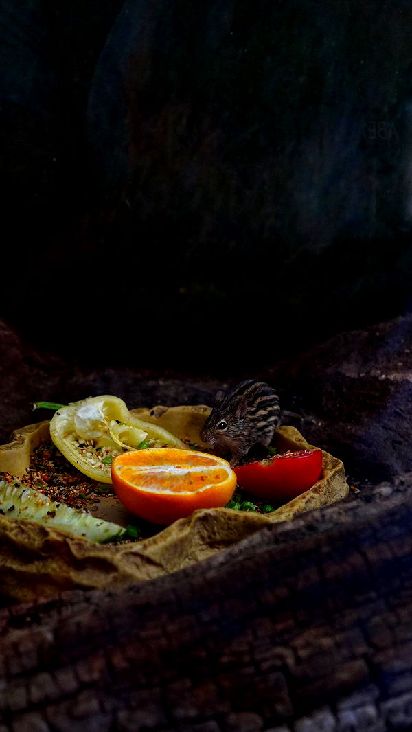 mira.0004 image ~ Altpins