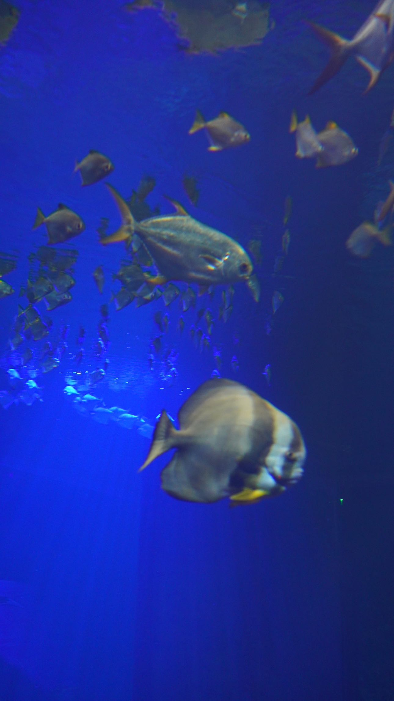 mira.0004 snapchat image archive image