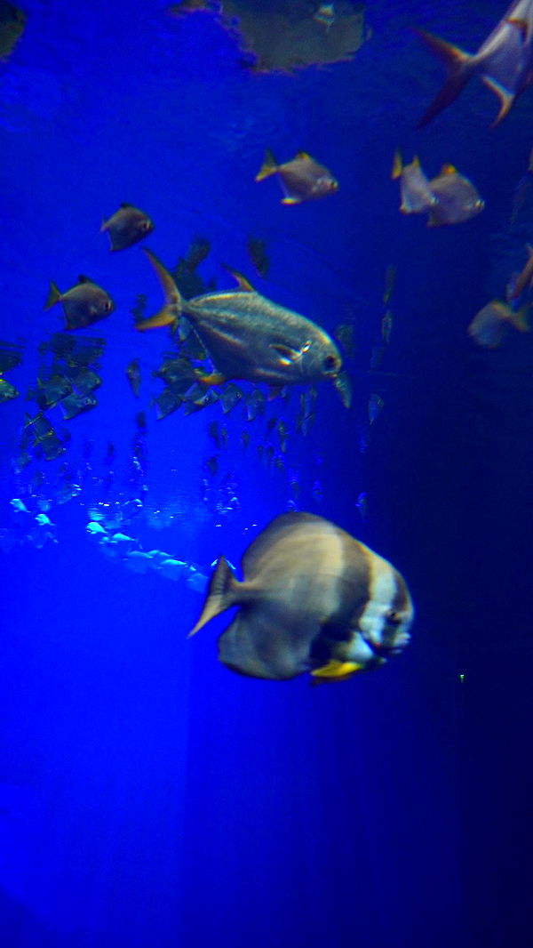 mira.0004 image ~ Altpins