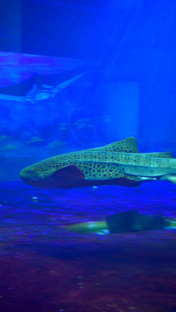 mira.0004 image ~ Altpins