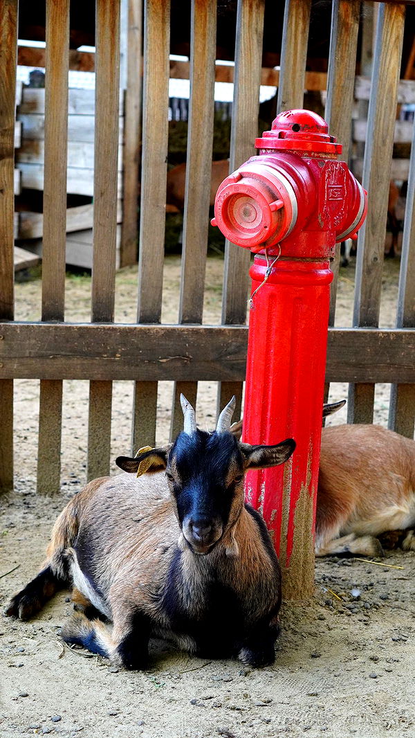 mira.0004 image ~ Altpins