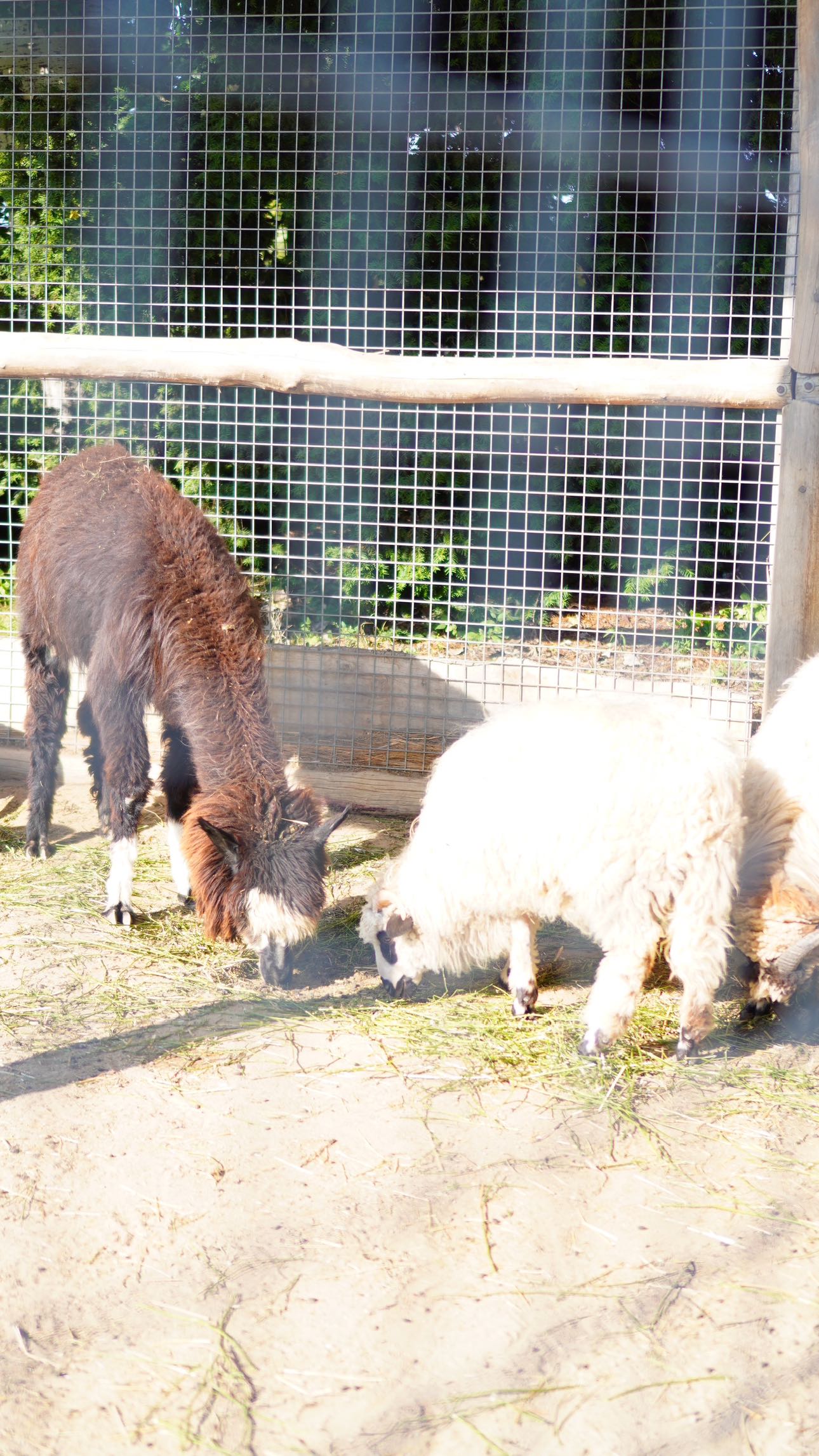 mira.0004 snapchat image archive image