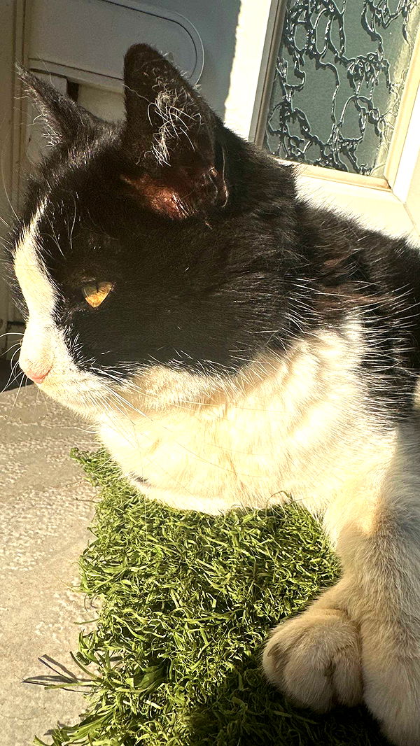 mira.0004 image ~ Altpins